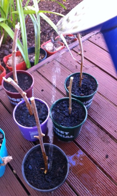 Sticks in pots - hoping to grow into mulberry trees