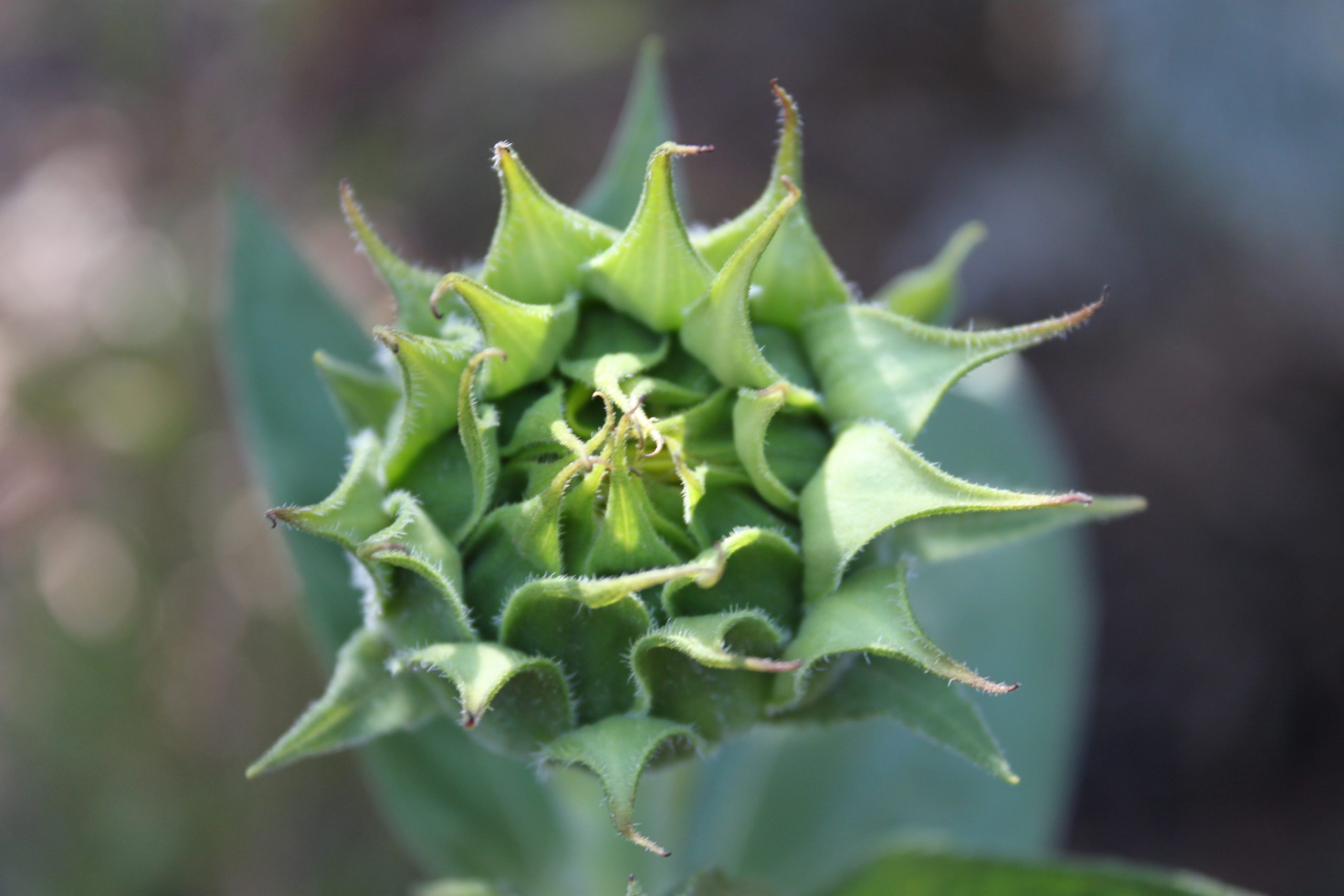 sunflower about to open